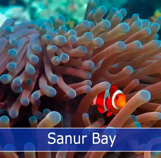 Clownfish peeks out from the protective embrace of a magnificent sea anemone